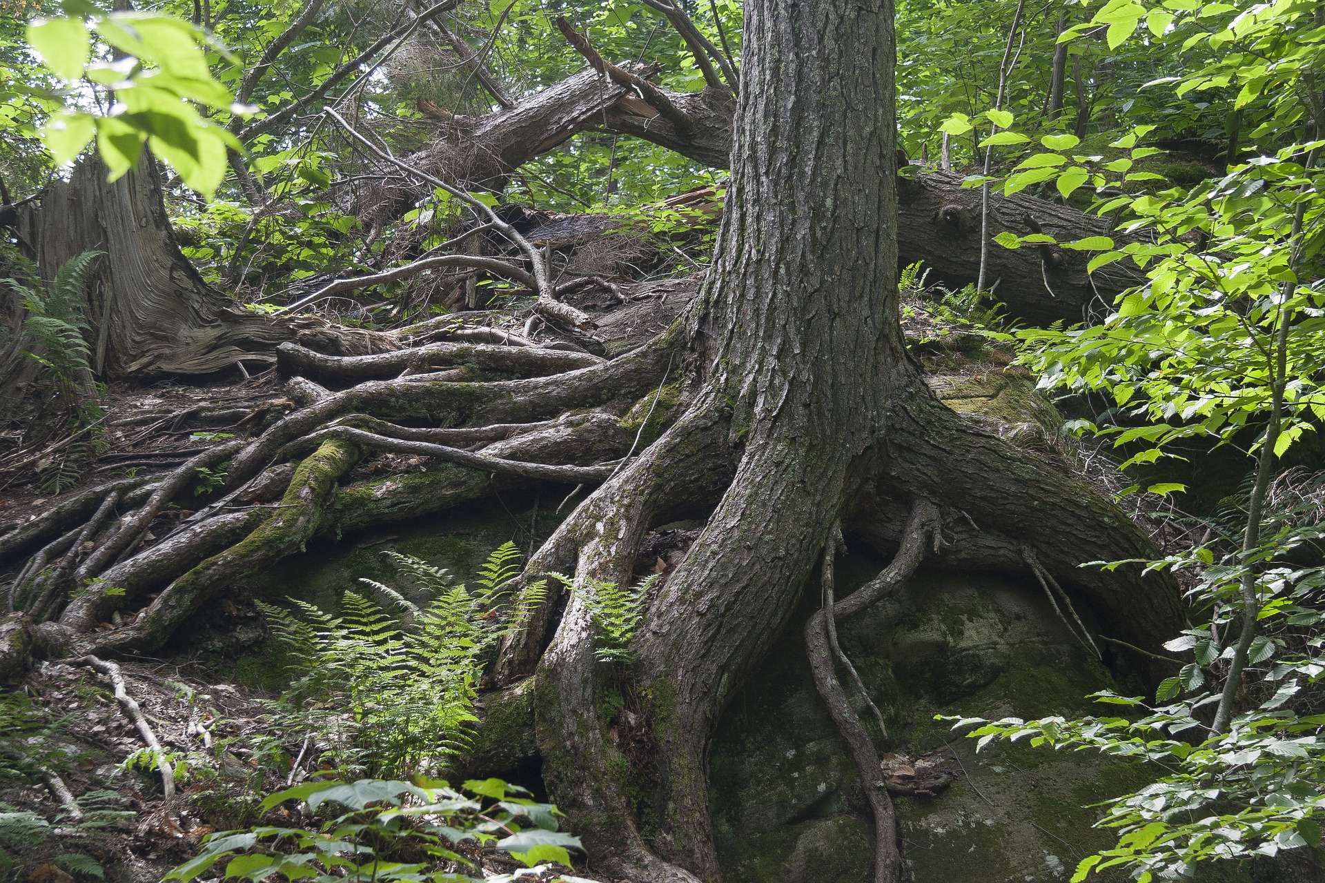 resilience forest tree